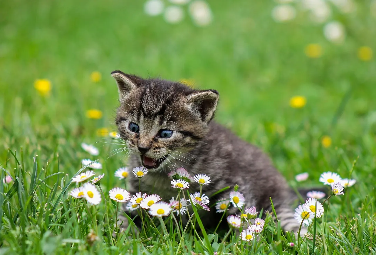 — chat curieux qui inspecte un carton ouvert