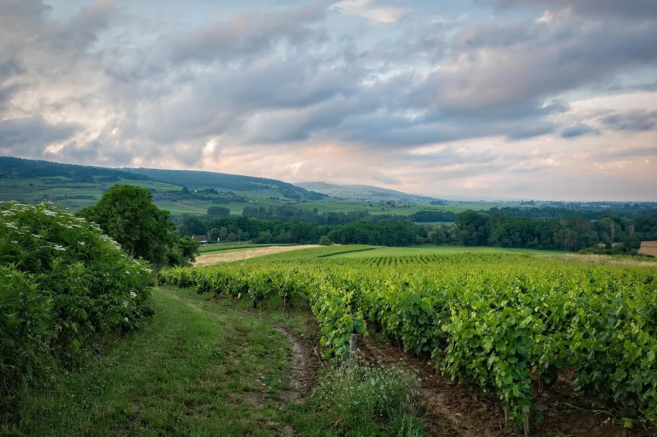 paysage de Bourgogne sur l'A6 ou TGV / autoroute Paris-Lyon — déménagement Paris-Lyon